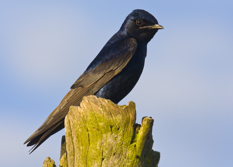 Purple Martin